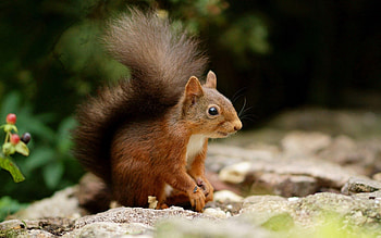 Animals, Squirrel, Stones, Tail, Climb HD wallpaper