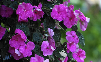Flowers, Leaves, Drops, Wet, Balsams, Balsamins HD wallpaper