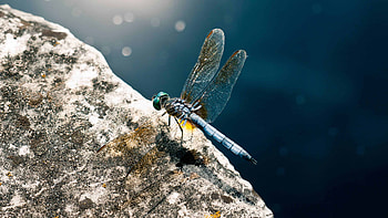 Green darner, Dragonflies HD wallpaper