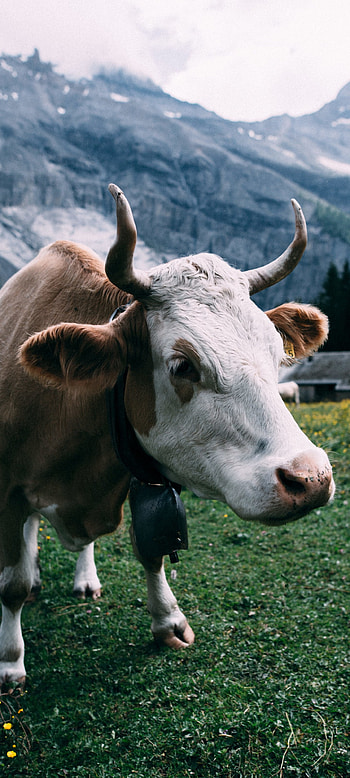 Gentle cows, Domesticated animals, Cow farming, Bucolic landscapes HD phone wallpaper
