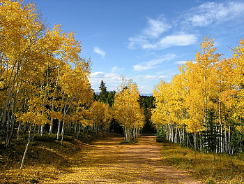 Golden Aspen Trail, trees, trail, sky, aspen HD wallpaper