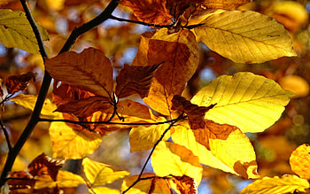 Nature, Leaves, Plant, Dry HD wallpaper