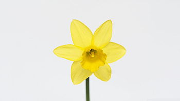 Spring flower , U , Tablet and smart, Best background HD wallpaper