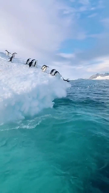 Penguins, Pet bird admiration, Cute animals, Nature's wonders HD phone wallpaper