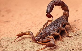 Bothriurus, Scorpions HD wallpaper