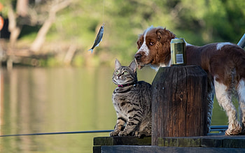 One more!, dog, animal, situation, cat, pisica, summer, fisher, couple, funny, pet, fish, caine HD wallpaper
