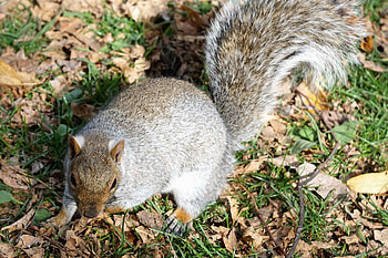 Animals, Squirrel, Grass, Park, Foliage HD wallpaper