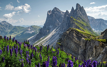 Alps, mountains, purple mountain flowers, mountain landscape, flowers in the mountains, spring, mountain range HD wallpaper