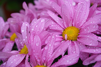 Flowers, Pink, Drops, Macro, Daisies HD wallpaper