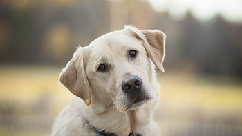 Labrador Retriever , HQ , , Stunning beauty HD wallpaper