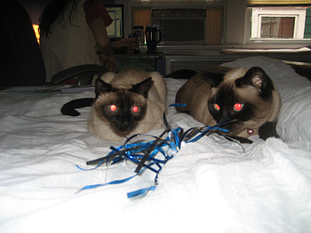 Ready to Pounce, siamese cats, blue, toy HD wallpaper