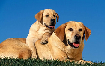 Animals, Dogs, Young, Couple, Pair, Puppy, Care, Joey, Labradors HD wallpaper