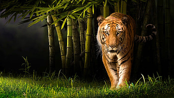 Tiger, green, animal, big cat, tigru, jungle, bamboo HD wallpaper