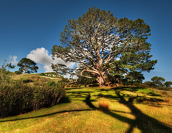 Nature, Sky, Sun, Clouds, Summer, Bush, Shine, Light, Wood, Tree, Shadow, Clear, I See HD wallpaper
