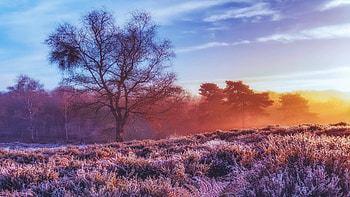 Frost And A Sunrise, Bedfordshire UK, sky, skyclouds, landscape, clouds, colors, trees HD wallpaper