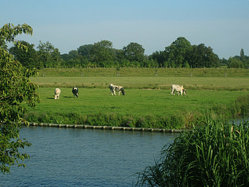 Cows, blue, river, green, trees, sky, nature HD wallpaper