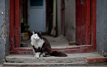 Animals, Background, Cat, Door HD wallpaper