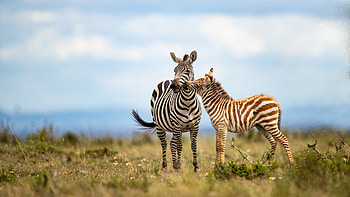 Mother and baby, Zebras HD wallpaper