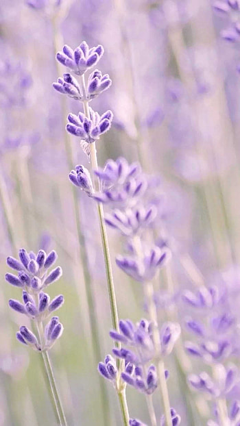 Lavender , , Floral fascination, Mobile beauty HD phone wallpaper