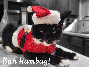 Bah Humbug, whiskers, collar HD wallpaper