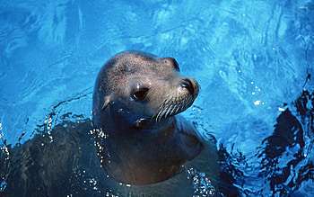 Sea lion majesty, Playful marine creatures, Coastal wonders, Seaside charm HD wallpaper