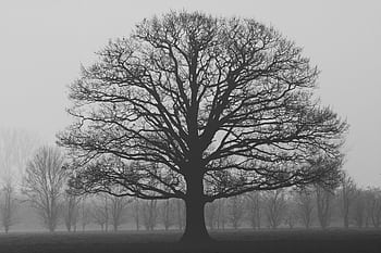 An oak tree stands alone in a misty field, silhouetted against a foggy autumn sky. HD wallpaper