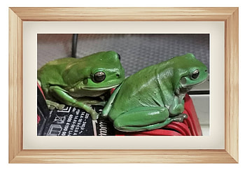 FRAMED FROGS, NATURE, FROGS, FRAMED HD wallpaper