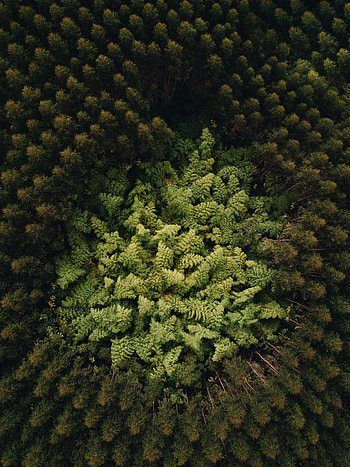 Nature, Trees, View From Above, Top, Forest, Tops HD phone wallpaper
