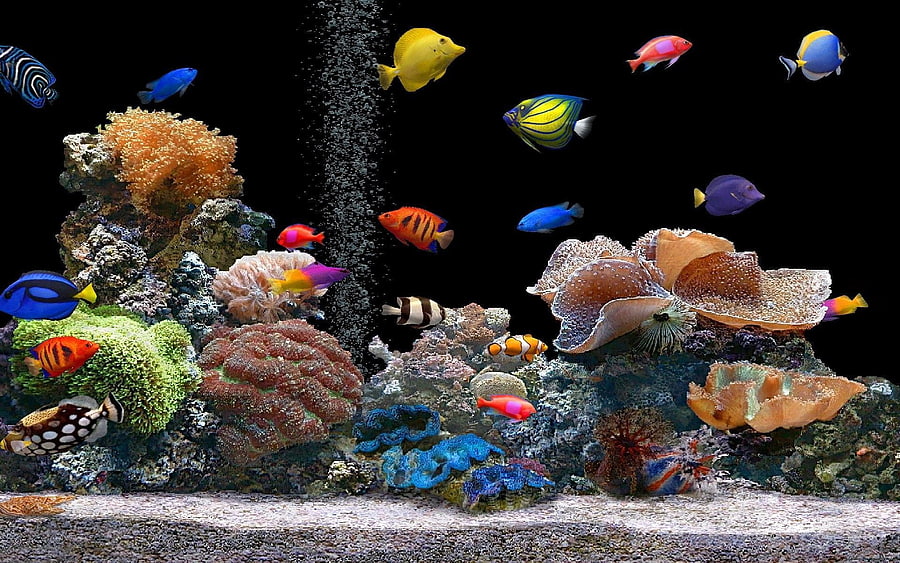 Animals, Fishes, Coral, Multicolored, Motley, Underwater World HD wallpaper
