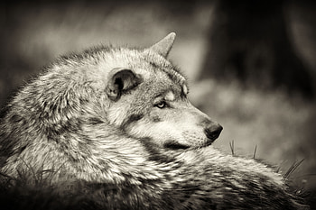 Wolf, animal wild, sepia HD wallpaper