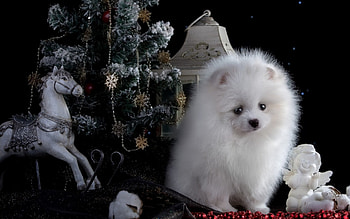 Christmas puppy, dog, animal, toy, white, horse, black, craciun, cute, deco, puppy, christmas, red, spitz HD wallpaper