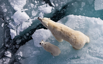 Animals, Bears HD wallpaper