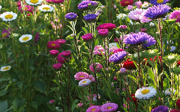 Asters and Daisies, asters, spring flowers, nature, flowers, spring, daisies HD wallpaper