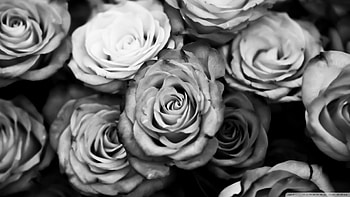 You can Black And White Roses in your computer by clicking . HD wallpaper
