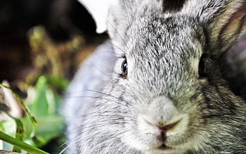 Animals, Muzzle, Ears, Nose, Rabbit HD wallpaper