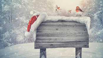 Christmas Robins, winter, robins, animals, christmas HD wallpaper
