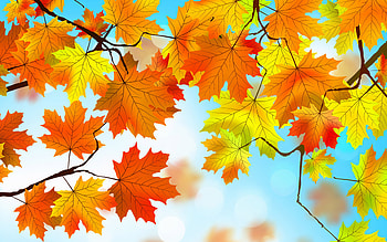 Autumn Leaves , autumn, leaves, nature HD wallpaper