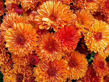 fire burst, plants, blossoms, nature, flowers, orange HD wallpaper
