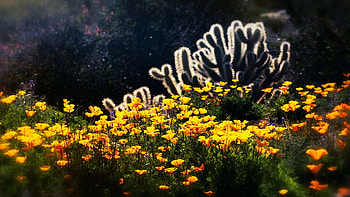 Spring Poppies And Cholla in the Sonoran Desert, arizona, flowers, usa, blossoms HD wallpaper