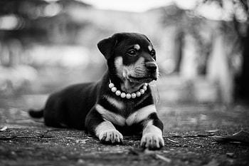 Animals, Lies, Dog, Bw, Chb, Puppy, Collar HD wallpaper