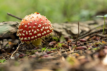 Nature's , Forest moss, Fungus amanita, Muscaria fly agaric HD wallpaper