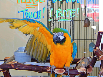 HELLO!, birds, animals, pets, cute, lol, beautiful, hello HD wallpaper