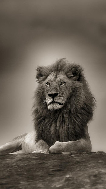 Lion , Beautiful, Black And White, Theme HD phone wallpaper