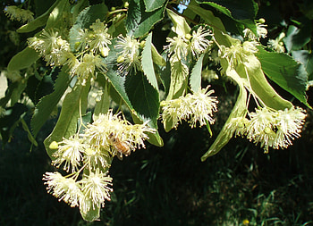 Linden Tree, blossoms, plantes mellifres, fleur de th HD wallpaper