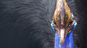 Animals, Feather, Bird, Beak, Peacock HD wallpaper