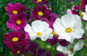 Flowers, Summer, Bright, Flower Bed, Flowerbed, Kosmeya, Cosmos HD wallpaper