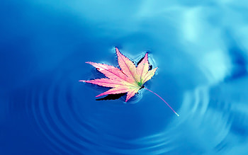 Blue lake, Maple leaf, Nature's reflection, Serene beauty HD wallpaper