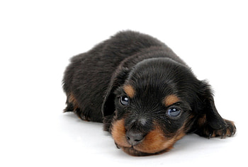 Dog, pay, dogs, cute, puppies, beauty, dog face, animals, adorable, sweet, beautiful, playful, playful dog, puppy, pretty, face, lovely, bubbles HD wallpaper