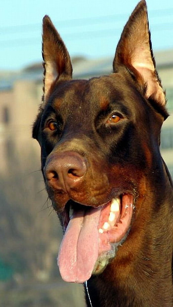 Doberman Dog, Doberman HD phone wallpaper