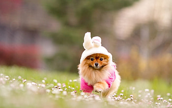 Animals, Flowers, Grass, Costume, Spitz HD wallpaper
